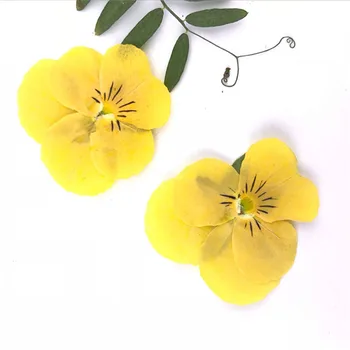 60 adet Kurutulmuş Preslenmiş Sarı Hercai Menekşe Corydalis Suaveolens Hance Çiçek Bitkiler Herbaryum Takı Imi telefon kılıfı Kartpostal DIY