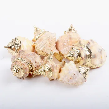 Altın kaplama Akvaryum Plaj Denizcilik DIY Kabukları Renkli Doğal Deniz Kabukları Süslemeleri Tarak Kabukları El Sanatları Dekor Süs 5 Adet